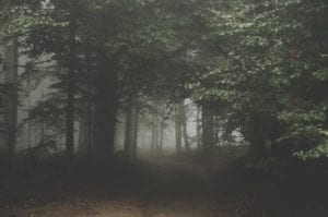 Lyme disease banner, dark forest