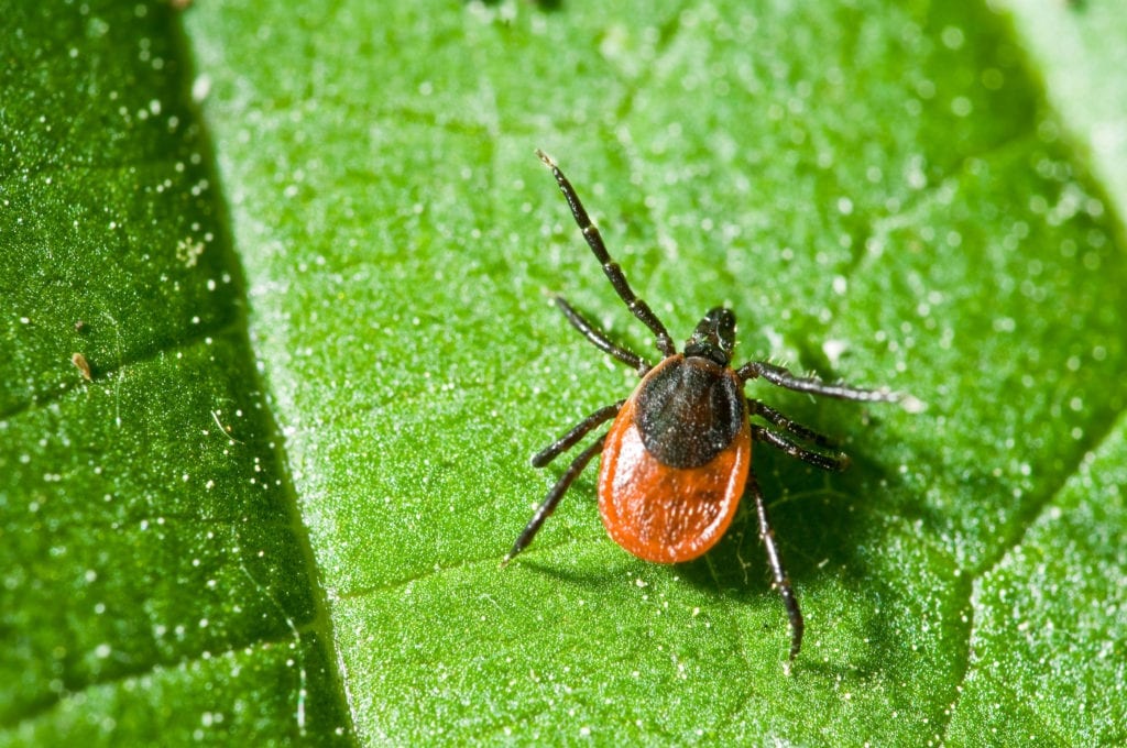 Tick on a leaf, lyme disease co-infections banner