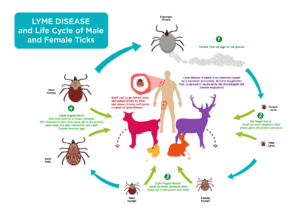 Lyme Disease Life Cycle