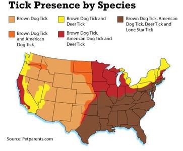 Tick Presence by Species