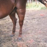 Lyme Disease and Horses